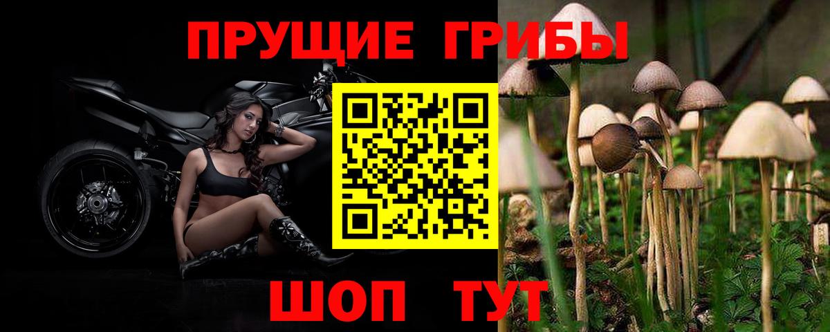 Псилоцибиновые грибы мицелий Алейск